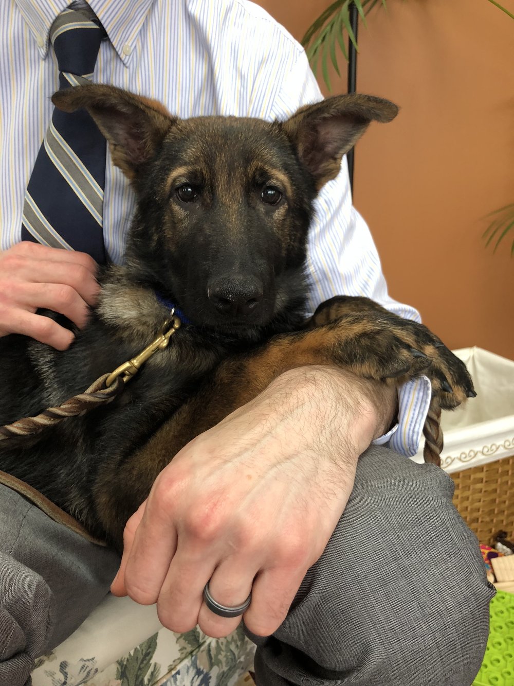 Matt Spilka's (North Haven, CT)&nbsp;three month old fostered German Shepard.