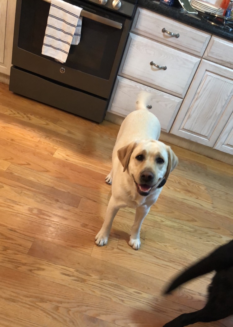 Nancy Bowman's (Cheshire, CT)&nbsp;rescued three-year-old yellow labrador, Hadley.&nbsp;