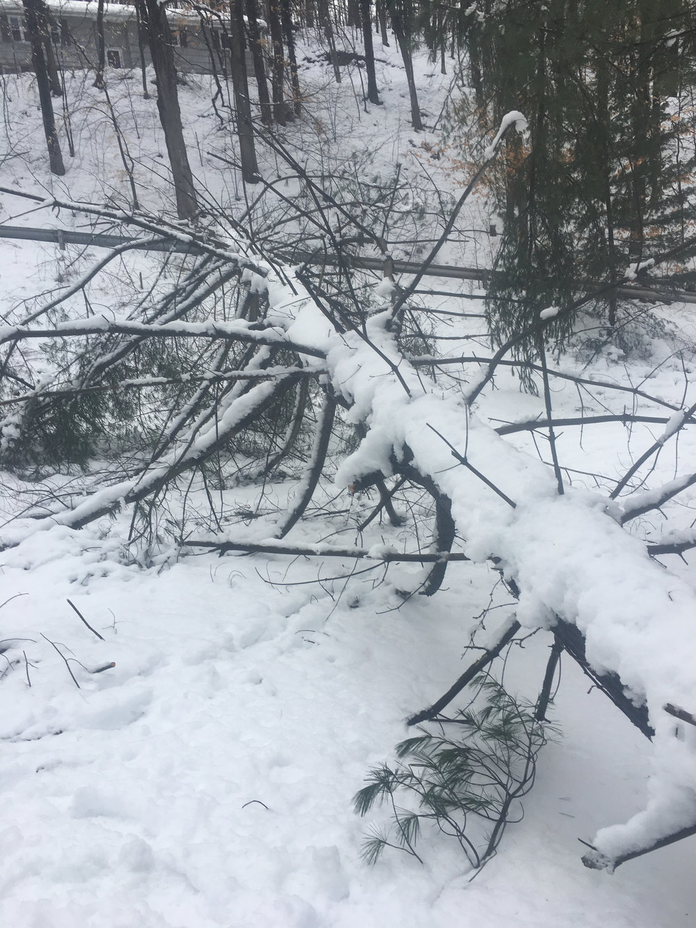 HQ Press reporter Rob McGreevy couldn't make it to class today because of this tree