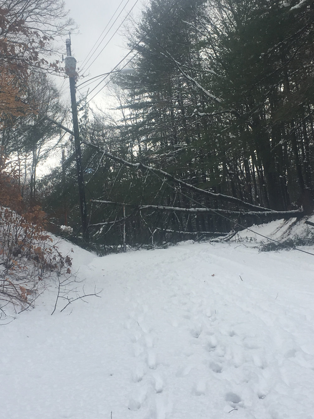 A tree down in an HQ Press reporter's road 