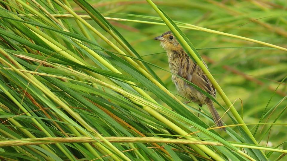 Saltmarsh Sparrow4.jpg