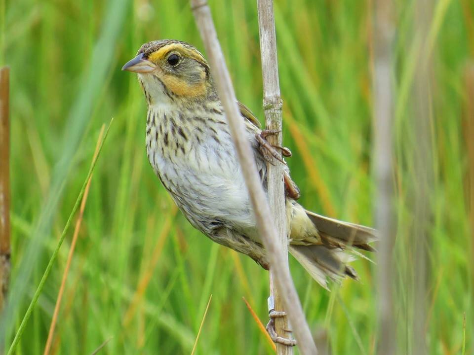 Saltmarsh Sparrow5.jpg