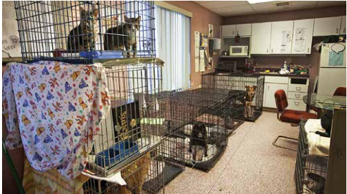 An example of poor structure of animal cages in an animal shelter sent by Connecticut Humane Society.