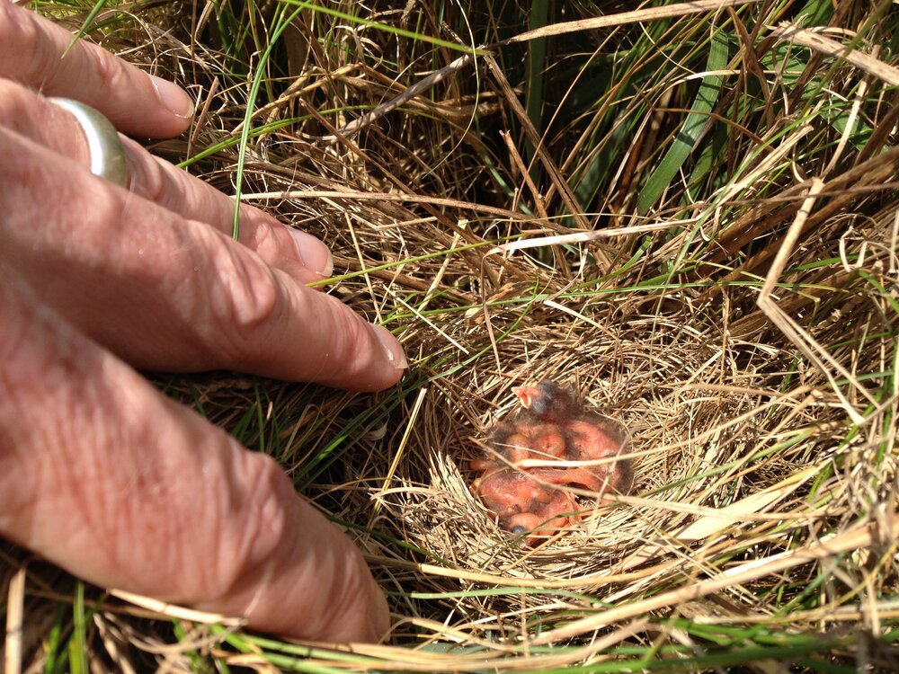 The rapidly disappearing salt marsh sparrow nests in the tall grasses of coastal salt marshes. Walsh says looking down into the opening of her 12-ounce coffee cup reminds her of looking into a sparrow’s nest. Elphick says the sparrow is a unique songbird because the fathers are promiscuous, and nests often contain eggs from multiple fathers. Unlike other song birds, the fathers do not protect the nesting territory. Photo courtesy of the U.S. Fish and Wildlife Service.