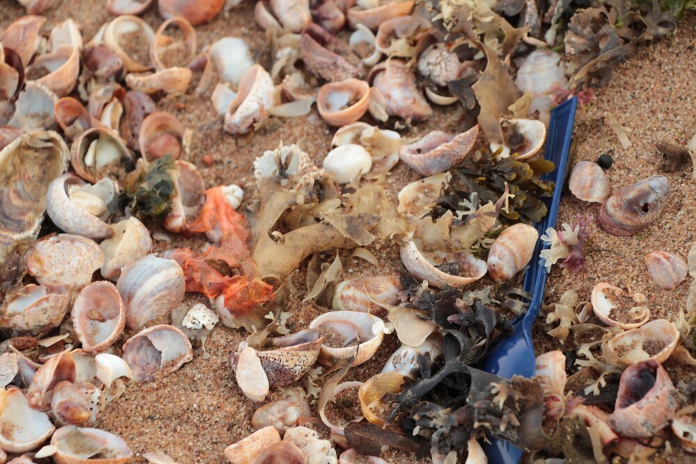 A plastic spoon among seashells and seaweed on a beach at Lighthouse Point Park, New Haven, Connecticut. Humans are changing the natural environment by putting things into it that are not meant to be there. A couple examples are trash, and gaseous emissions.