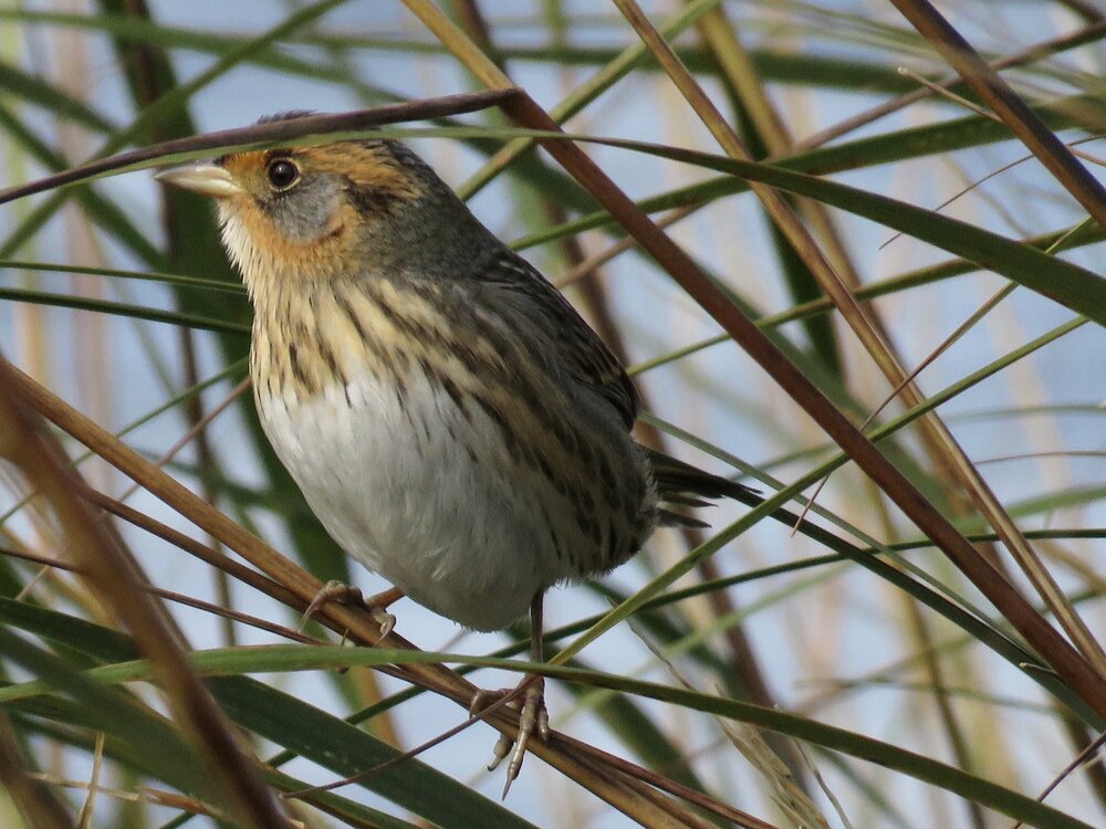 The salt marsh sparrow, a song bird found in coastal marshes from Maine to Virginia, is losing about 9% of its population each year. Sea level rise and a transforming environment are predicted to seal the bird’s grim fate. The sparrow is projected to join the likes of the dodo bird and passenger pigeon within the next 51 years. Photo courtesy of Patrick Comins, Executive Director, The Connecticut Audubon Society.