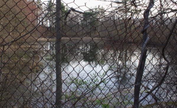 The area is fenced off with barbed wire, with no access to the public. Algae, moss and lichen can be seen growing in the ponds and trees. Photo Credit: Mahlet Sugebo.
