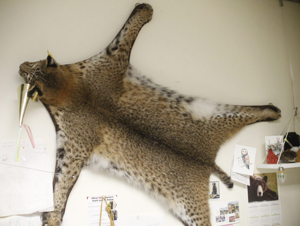 A bobcat pelt is seen at Jason Hawley's DEEP field office in Burlington, Connecticut. The discoloration around the neck is from a GPS collar that was used to track the bobcat for study until it was hit by a car.