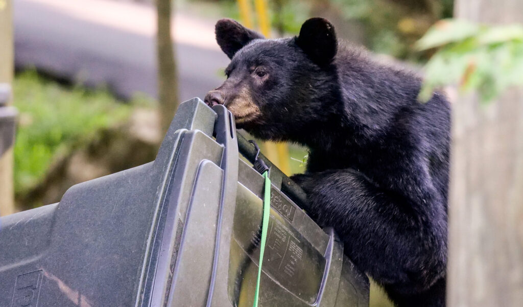 A black bear is seen raiding a trash can in Monroe, New York on Aug. 16, 2026. Photo by Peter Lambos.