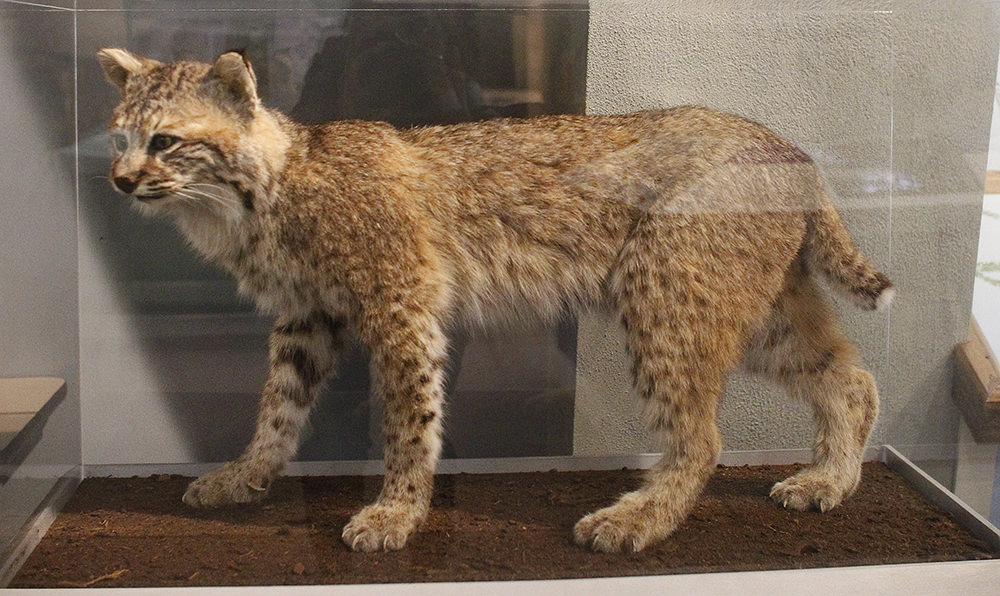 A taxidermied bobcat is seen at the Sessions Woods Wildlife Management Education Center in Burlington, Connecticut.