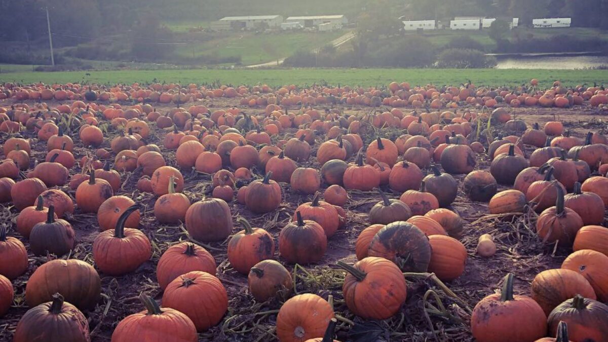 A pumpkin Patch near Hamden CT before Halloween