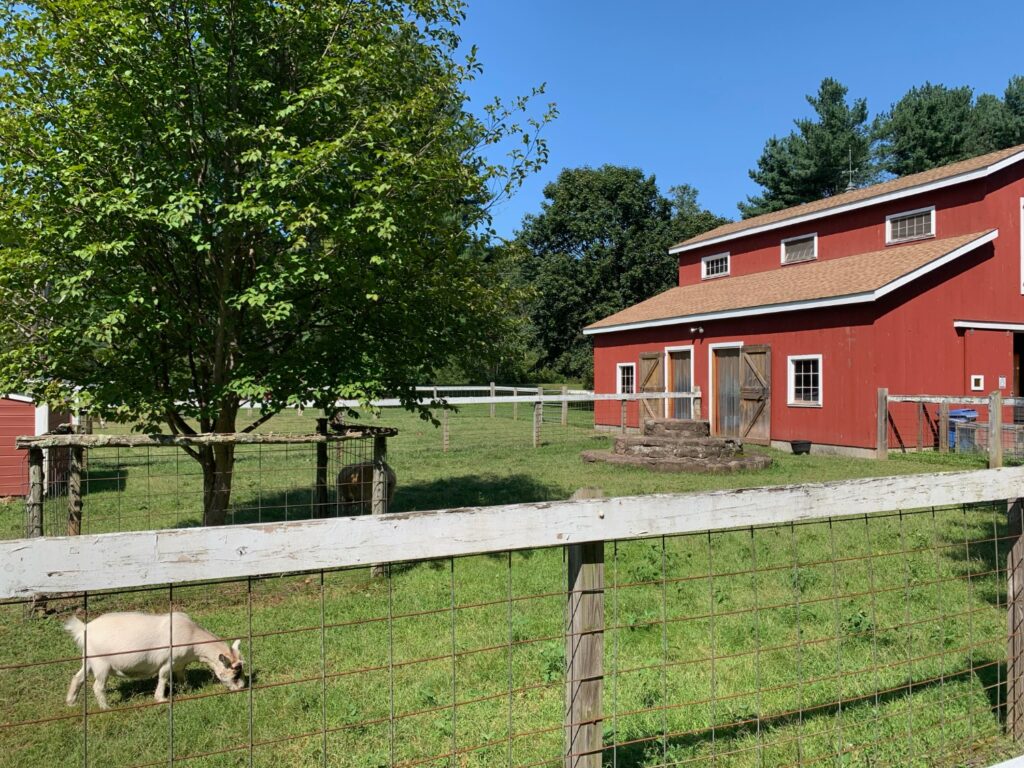 The updated barn that the Friends of Brooksvale built through fundraising and donations. Featuring Bonnie the goat. (Photo by Samantha Simon)