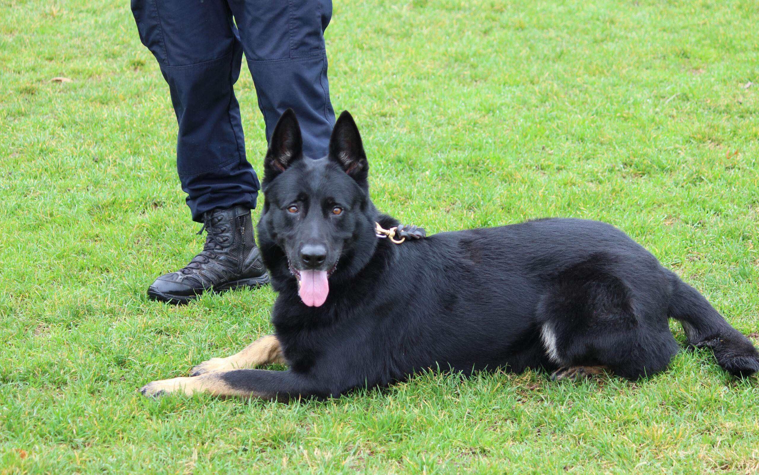 A look into the Hamden Police K9 unit