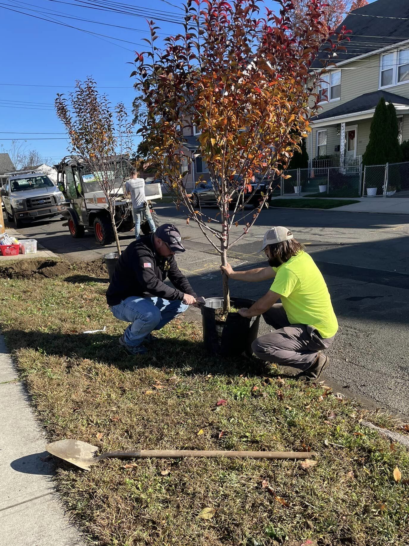 Does Hamden help its residents plant trees?
