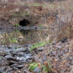 The outfall leading into Hamden Town Center Park after the rain garden project. (George Maddaloni/HQNN)